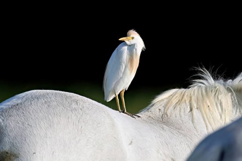 Cattle egret (Bubulcus ibis), standing on the back of a Camargue horse, Camargue, southern France,