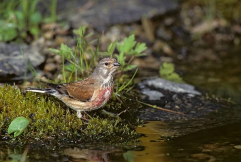 Acanthis cannabina, bloodtail, linaria cannabina, linnet, bath, bird bath, birds, garden, hänfling,