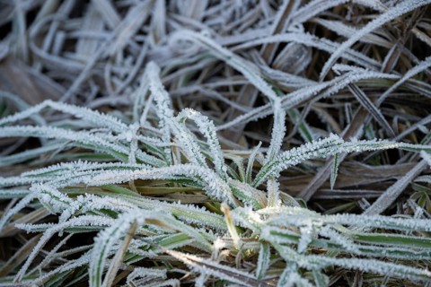Ice crystals from roarfrost on grass blades in winter, Bavaria, Germany