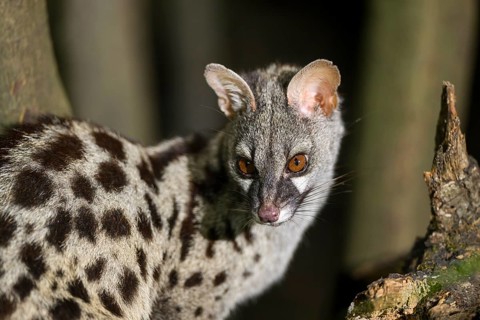 Common genet (Genetta genetta), wildlife in a forest, Montseny National Park, Catalonia, Spain
