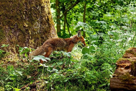 A fox moves through dense foliage in a wood, near a tree. A red fox in the Hainich near Mühlhausen,