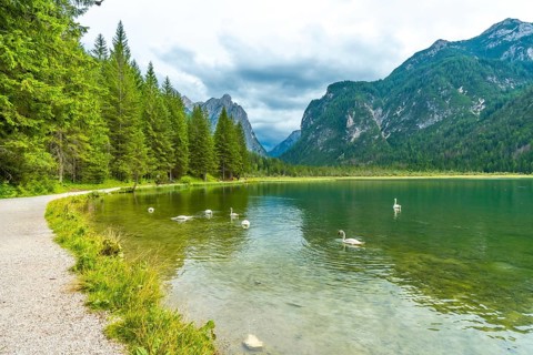 White swans swimming in the clear waters of lake dobbiaco with the dolomites in the background on a