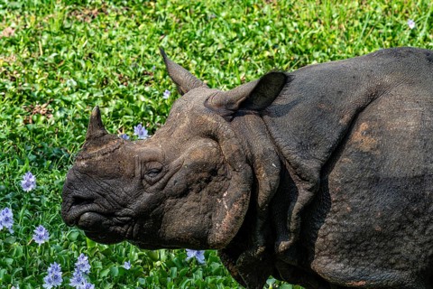 Rhinoceros, Rhinoceros unicornis, Indian rhinoceros, Chitwan National Park, Terai, Nepal