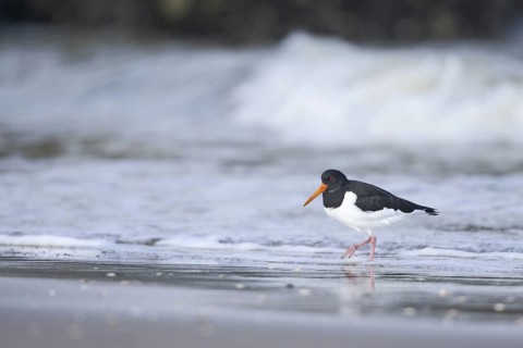 Eurasian Oystercatcher (Haematopus ostralegus), Netherlands