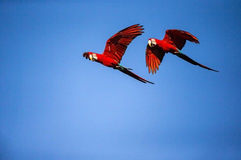 Red-and-green macaw (Ara chloropterus) Buraco das Araras Brazil