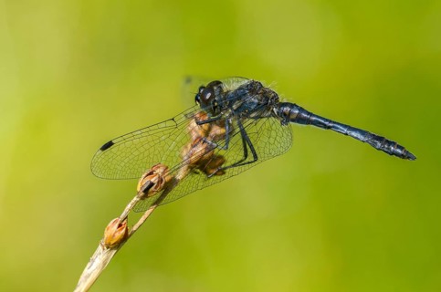 Black Darter, Black Meadowhawk, Black Heidelibel, Sympetrum Danae, Anisoptera, Damselflies,