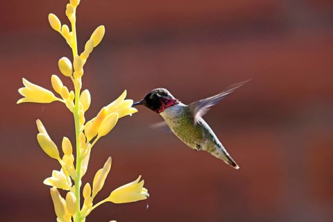 Anna's hummingbird (Calypte anna), adult, flying, on flower, foraging, Sonoran Desert, Arizona,