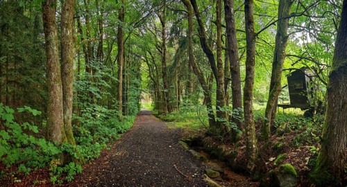 A shady forest trail lined with thick, green trees in quiet surroundings, hiking in the