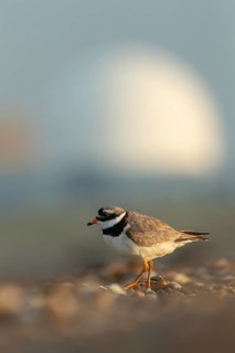 Ringed plover (Charadrius hiaticula) adult wading bird on a shingle beach with Sizewell B nuclear