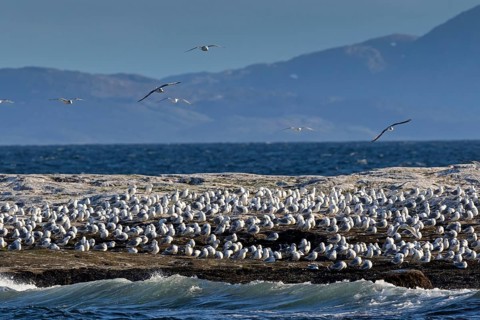 Dreizehenmöwe, Black-legged Kittiwake, Kittiwake, Rissa tridactyla, Mouette tridactyle, Gaviota