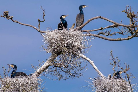 Cormorant (Phalacrocorax carbo) in the breeding colony, Stralsund, Mecklenburg-Western Pomerania,