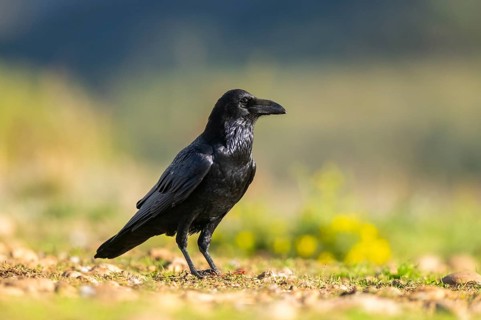 Common raven (Corvus corax) on a flowering meadow in autumn, Pyrenees, Catalonia, Spain