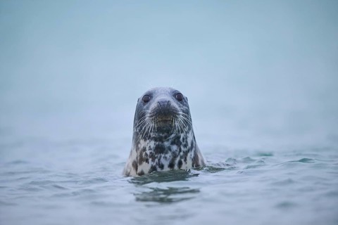 Grey seal (Halichoerus grypus) looking out of the water while swimming in the sea, Düne, Helgoland,