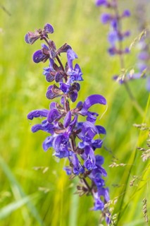 Meadow sage (Salvia pratensis) in bloom