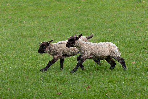 Lambs running across pasture, Shottery, Stratford-upon-Avon, Warwickshire, England, Great Britain
