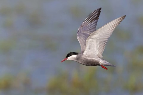 White-bearded Tern, (Chlidonias hybridus, Chlidonias hybrida, family of terns, flight, biotope,