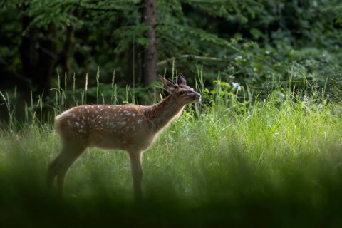 The red deer fawn (Cervus elaphus) curiously explores its surroundings, sweet, cute, baby animal,