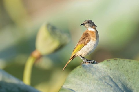Rufous-banded Honeyeater (Conopophila albogularis), Northern Territory, Australia
