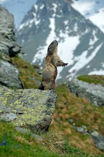 Cute sit up on its hind legs animal Marmot, Marmota marmota, sitting in he grass, in the nature