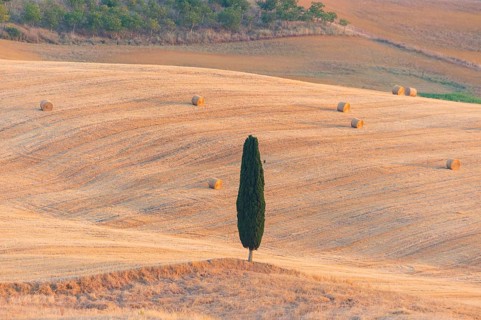Typical Tuscan landscape in Val d'Orcia with hills, trees, fields, cypresses and farm road in