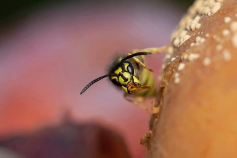 Common wasp (Vespula vulgaris) adult insect on fallen fruit in a garden in summer, Suffolk,