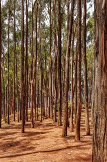 Pine forest, Qenqo, Cusco, Peru