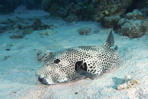 Giant pufferfish (Arothron stellatus)