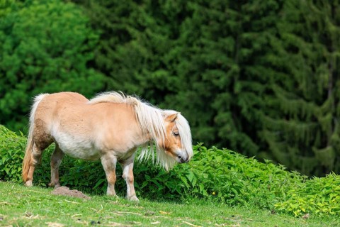 A Falabella horse grazes at the edge of a forest in a green pasture on a sunny morning. The