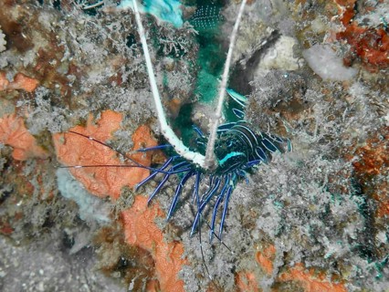 Painted rock crayfish (Panulirus versicolor) amongst corals, with blue-black stripes and long