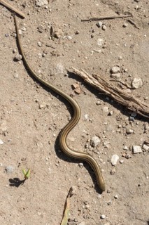 Chalcides chalcides, granelli, Italian three-toed skink, Italian archworm, Italy, Pantani Cuba and