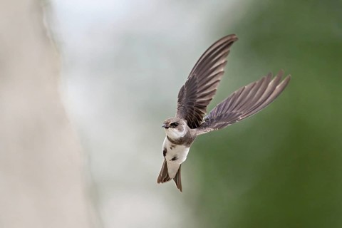 Sand martin (Riparia riparia), approaching the breeding tube, Reussegg nature reserve, Canton