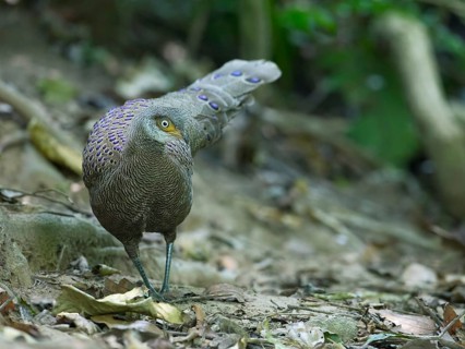 Grey Peacock-Pheasant (Polyplectron bicalcaratum) male, Mae Wong, Thailand