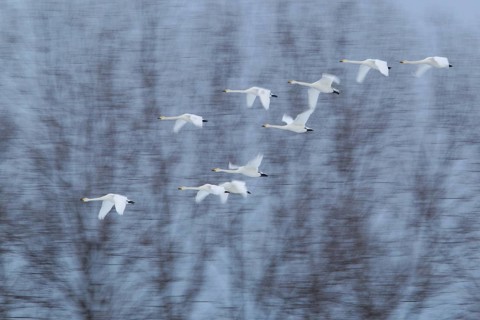Whooper Swan (Cygnus cygnus) group flying, Mecklenburg-Western Pomerania, Germany