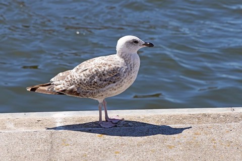 Young seagull, Old Harbour, Wismar, Mecklenburg-Western Pomerania, Germany