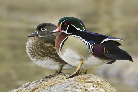 Wood Duck (Aix sponsa) male, New Mexico, USA