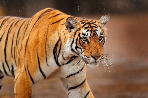 Big wild cat, endangered animal. End of dry season, beginning monsoon. Tiger walking in green