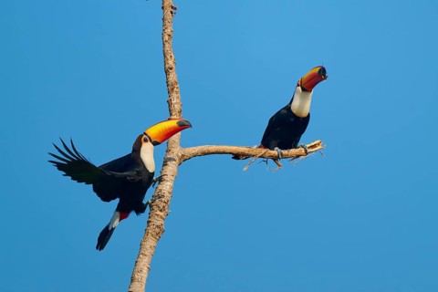 One toucan flies whilst another remains perched on a branch, against a blue sky, Giant toucan
