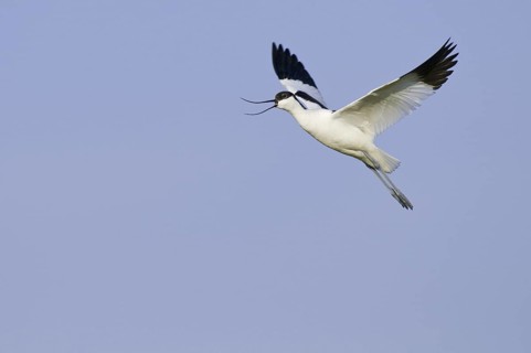 Pied Avocet (Recurvirostra avosetta) flying, Texel, Netherlands