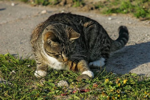 Katze (Felis catus) jagd und spielt mit erbeuteter Feldmaus (Microtus arvalis), Brandenburg,