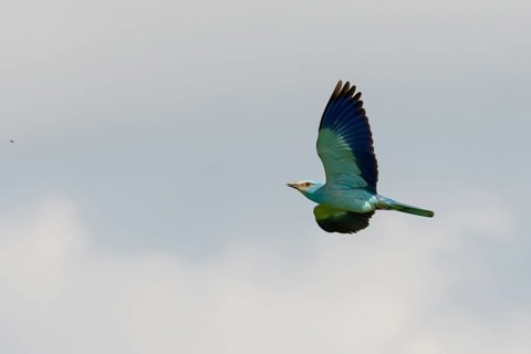 European Roller (Coracias garrulus) flying, Puszta, Hungary