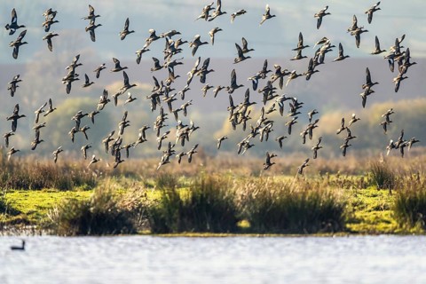 Eurasian Wigeon (Mareca penelope), birds in flight over Marshes at winter time