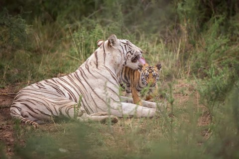 Bengal Tiger (Panthera tigris) white morph mother with cub, captive, Philippolis, South Africa