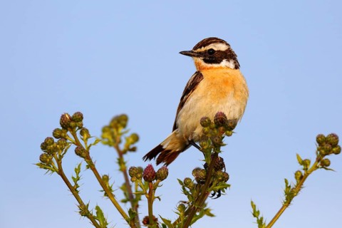 Whinchat (Saxicola rubetra), Saxony-Anhalt, Germany