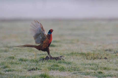 Common Pheasant (Phasianus colchicus) male flapping wings, North Rhine-Westphalia, Germany