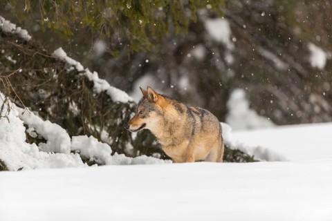 One male eurasian gray wolf (Canis lupus lupus) walking thru deep snow during snow fall. A forest