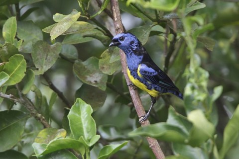 Turquoise Tanager (Tangara mexicana) perched on a branch in Ecuador, South America