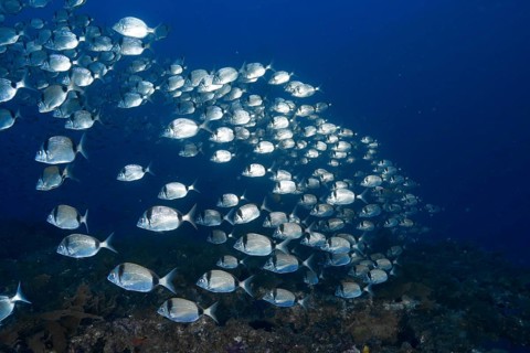 Large school of silver fish, two-banded seabream (Diplodus vulgaris), swimming in deep blue water,