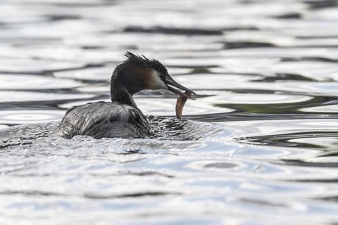 Great Crested Grebe (Podiceps scalloped ribbonfish) with fish, Emsland, Lower Saxony, Germany