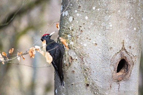 Black woodpecker (Dryocopus martius) ml Germany