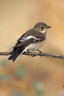 European Pied Flycatcher (Ficedula hypoleuca) female, Castile-La Mancha, Spain